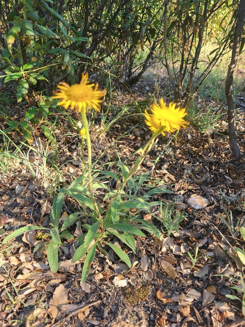 Pentanema montanum photo 2