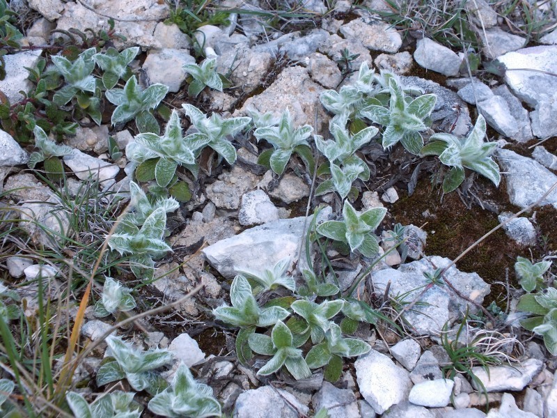 Pentanema montanum photo 3