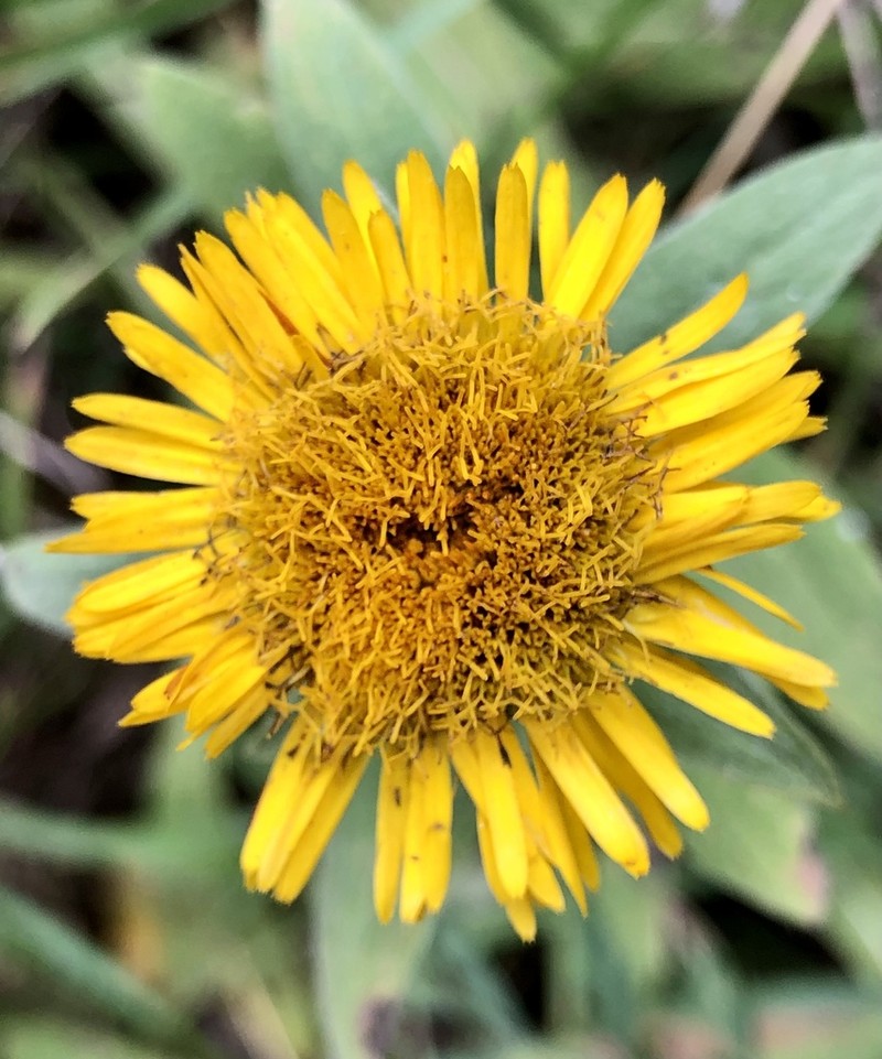 Pentanema montanum photo 4