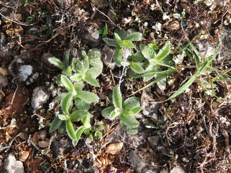 Pentanema montanum photo 5