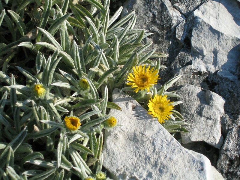 Pentanema montanum photo 6