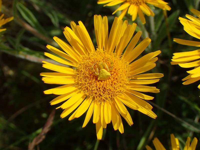 Pentanema montanum photo 7