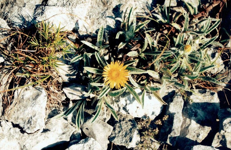 Pentanema montanum photo 8