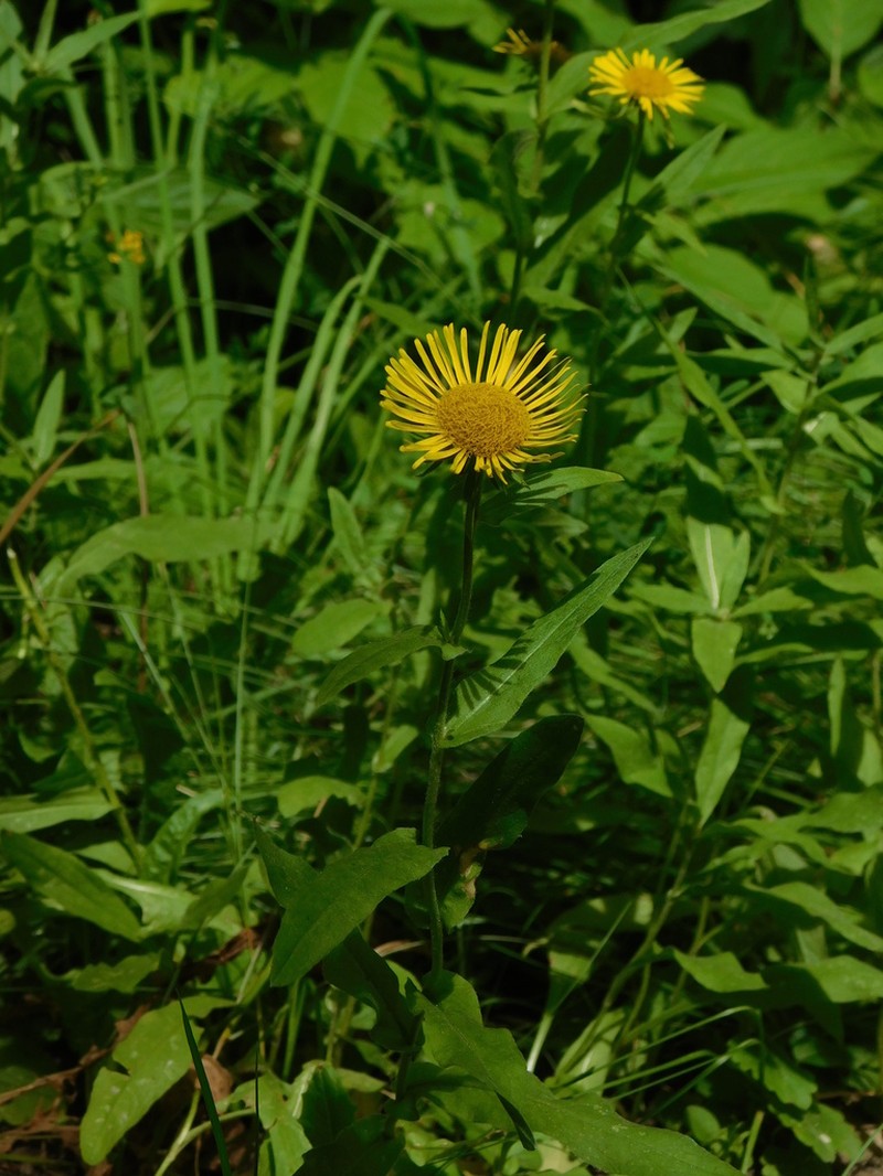 Pentanema orientale photo 5