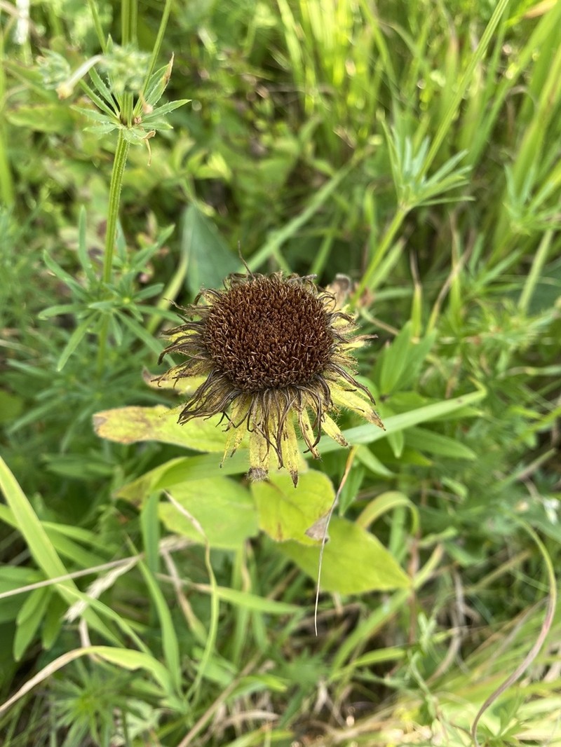 Pentanema orientale photo 7