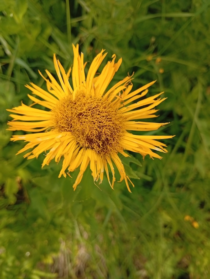 Pentanema orientale photo 8