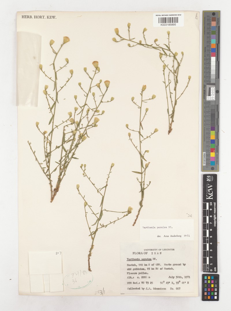 Pentanema persicum