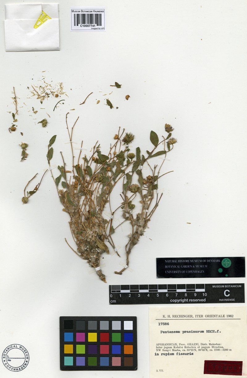 Pentanema prasinurum