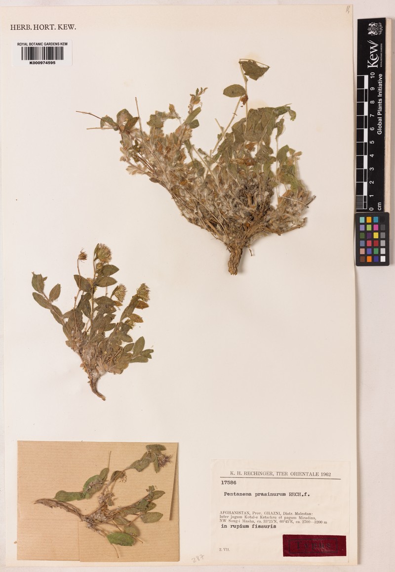 Pentanema prasinurum photo 2