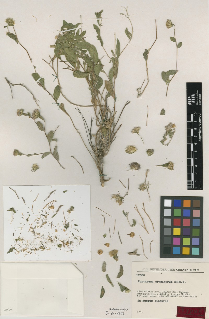 Pentanema prasinurum photo 3