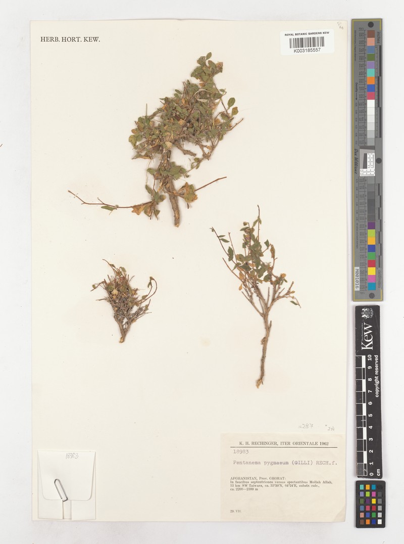Pentanema pygmaeum