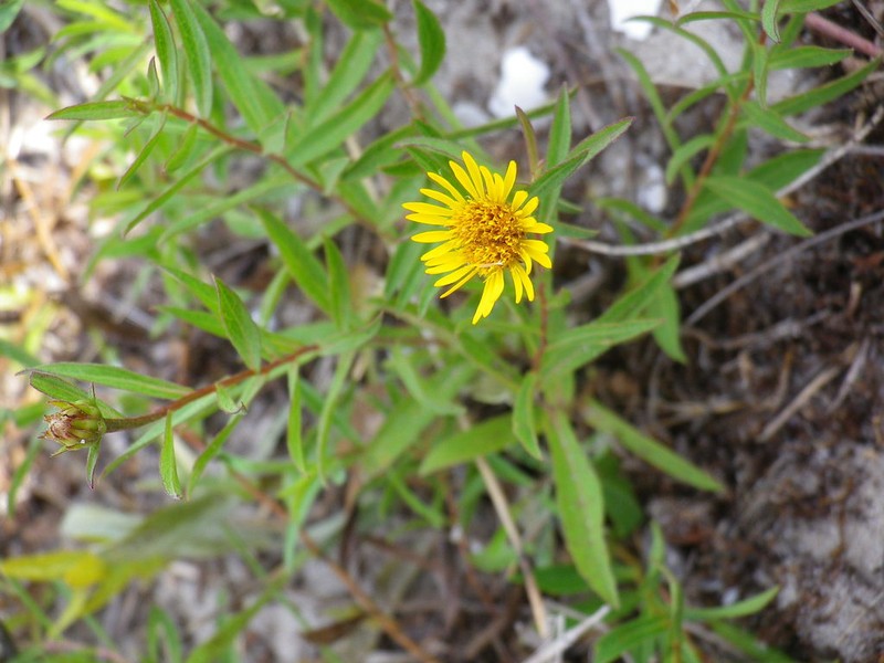 Pentanema sabuletorum photo 2