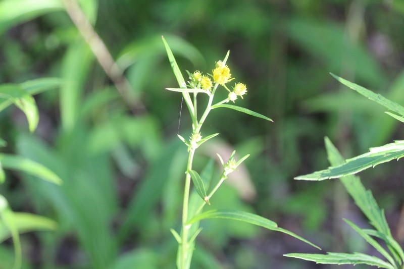 Pentanema sabuletorum photo 3