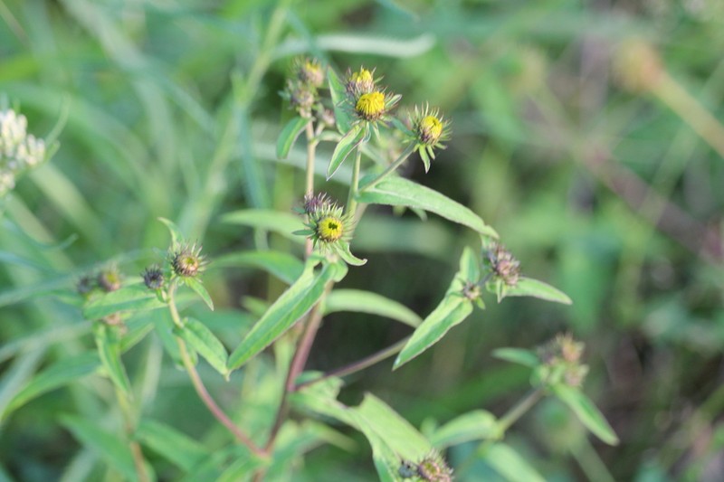 Pentanema sabuletorum photo 4