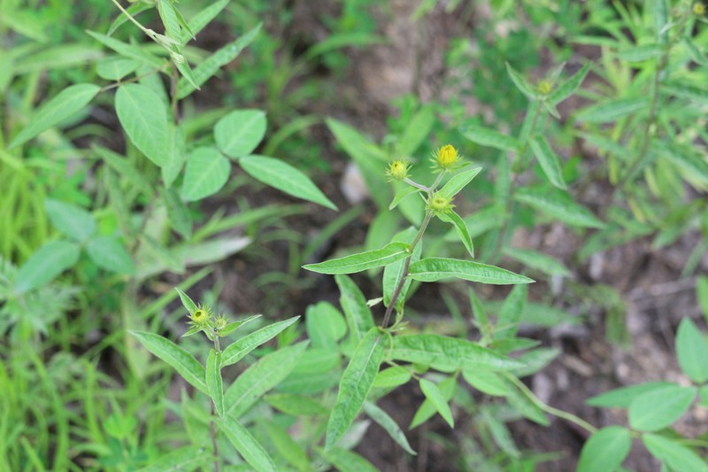 Pentanema sabuletorum photo 6