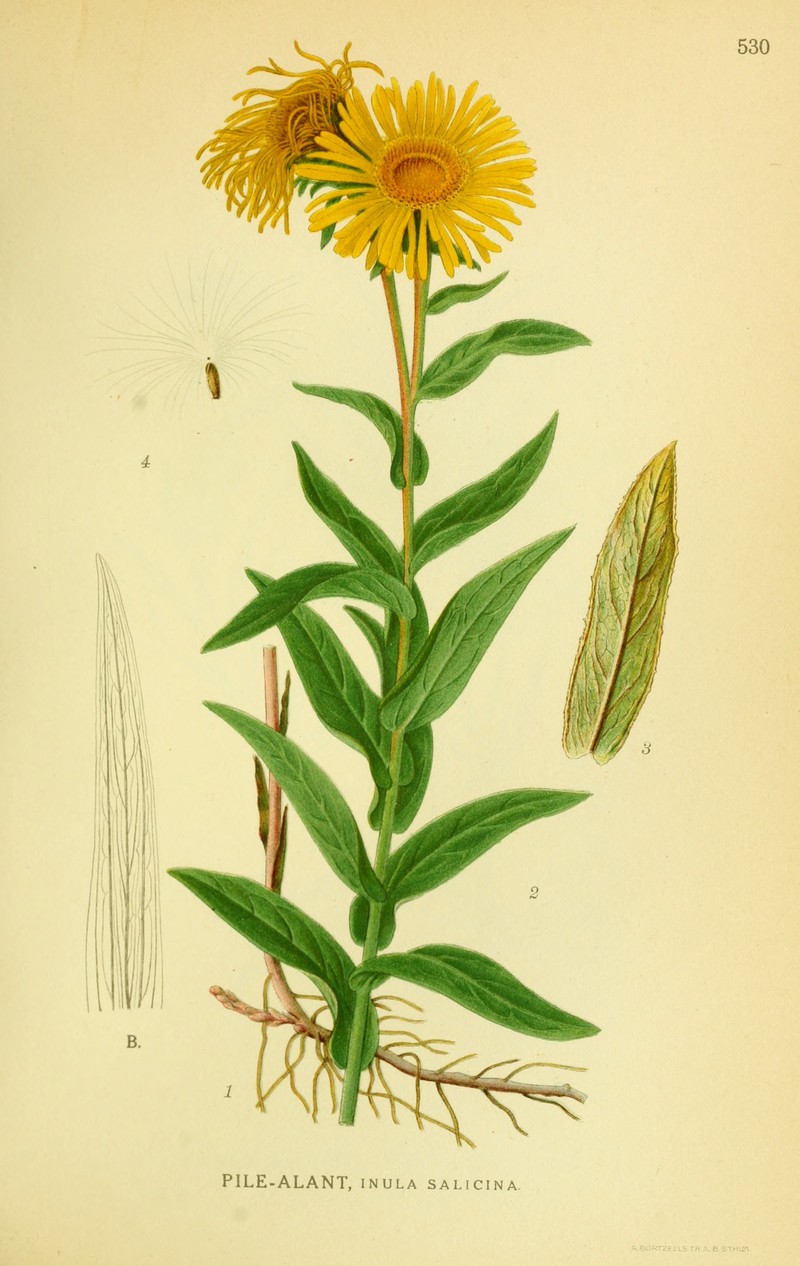 Willowleaf Yellowhead photo 8
