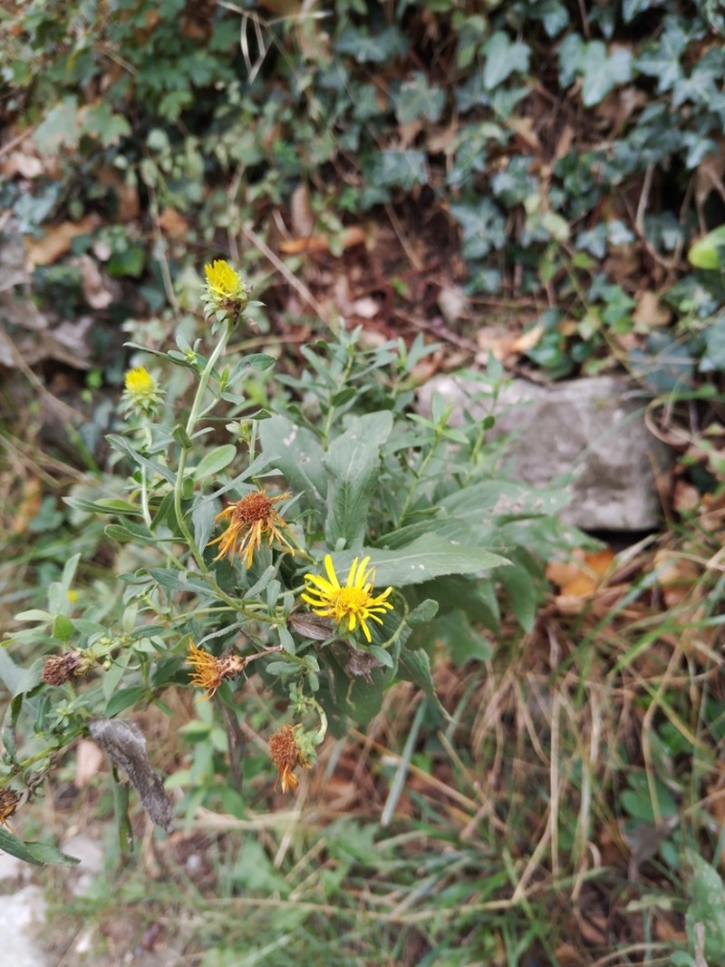 Pentanema spiraeifolium