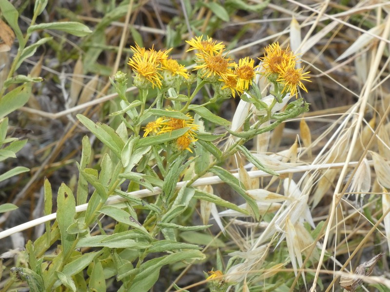 Pentanema spiraeifolium photo 2