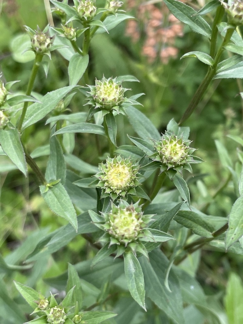 Pentanema spiraeifolium photo 3