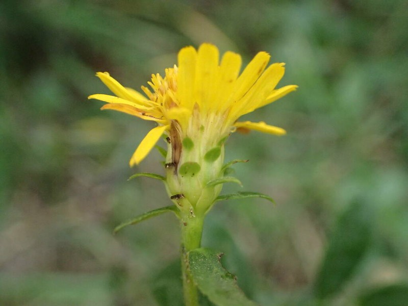 Pentanema spiraeifolium photo 4