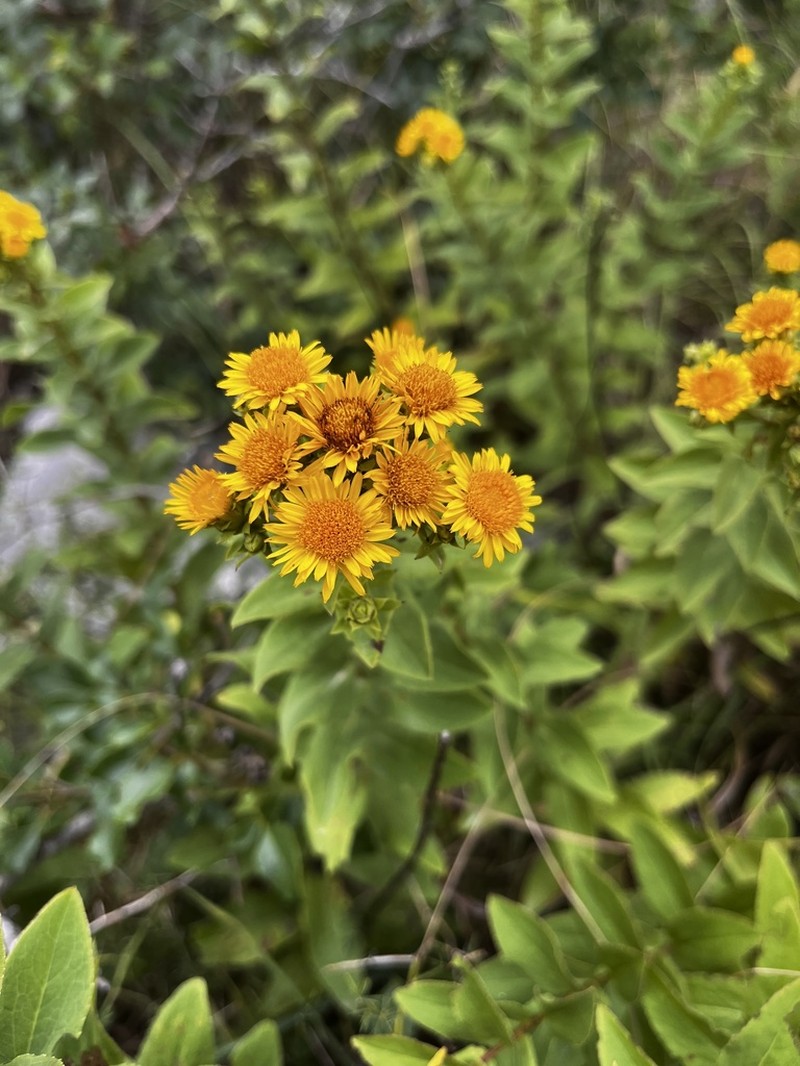 Pentanema spiraeifolium photo 5