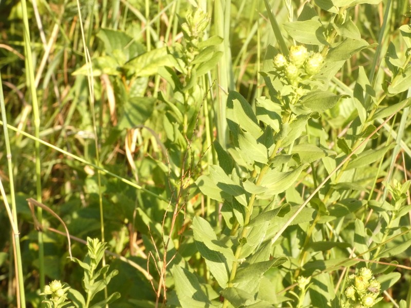 Pentanema spiraeifolium photo 6