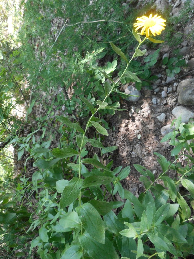 Pentanema spiraeifolium photo 7