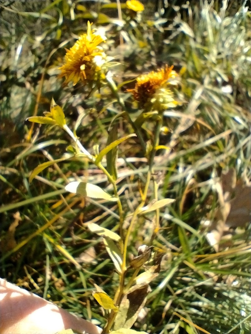 Pentanema spiraeifolium photo 8