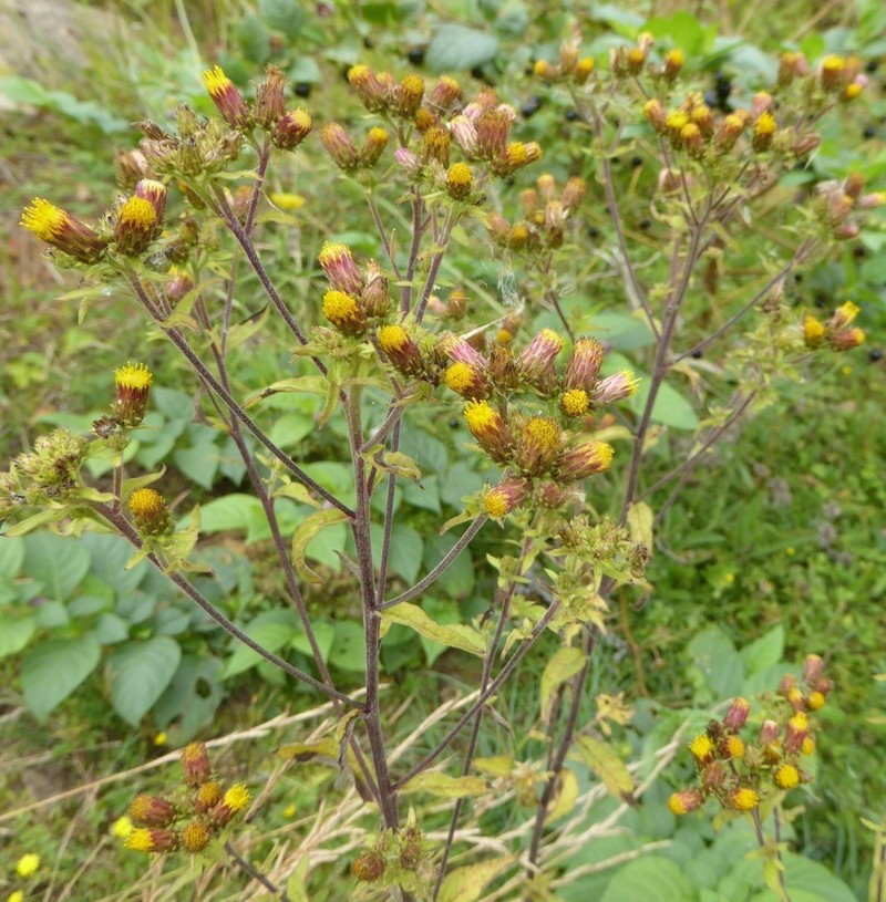 Pentanema squarrosum