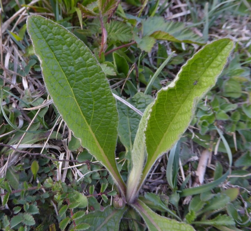 Pentanema squarrosum photo 2