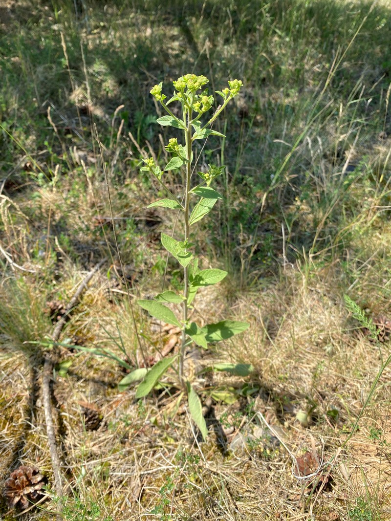 Pentanema squarrosum photo 3