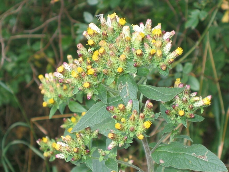 Pentanema squarrosum photo 8