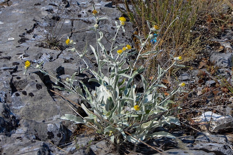 Pentanema verbascifolium