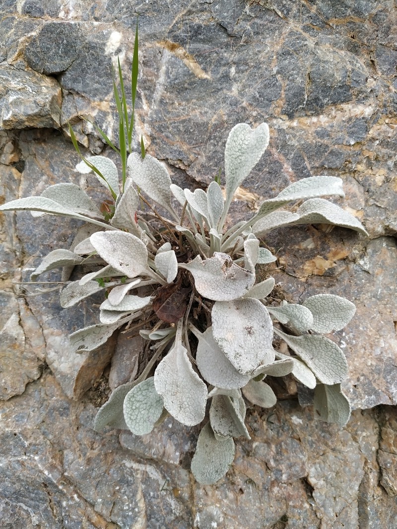 Pentanema verbascifolium photo 2