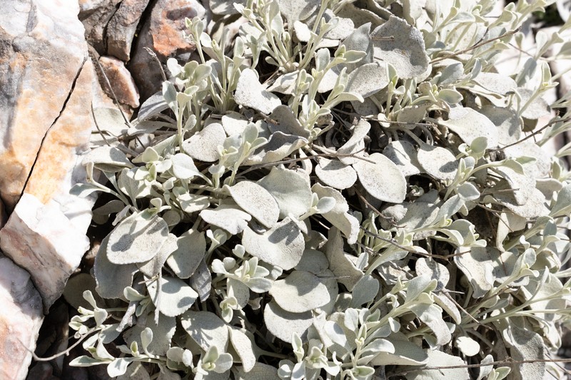 Pentanema verbascifolium photo 3