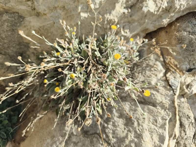 Pentanema verbascifolium photo 4