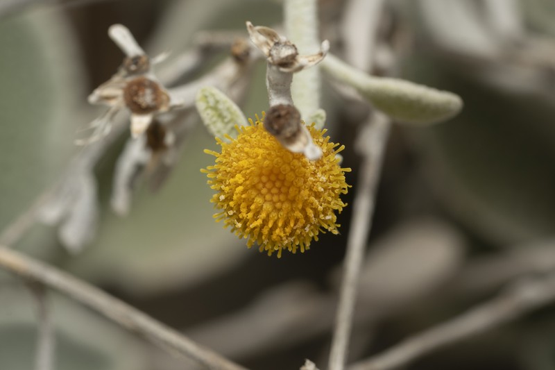 Pentanema verbascifolium photo 5