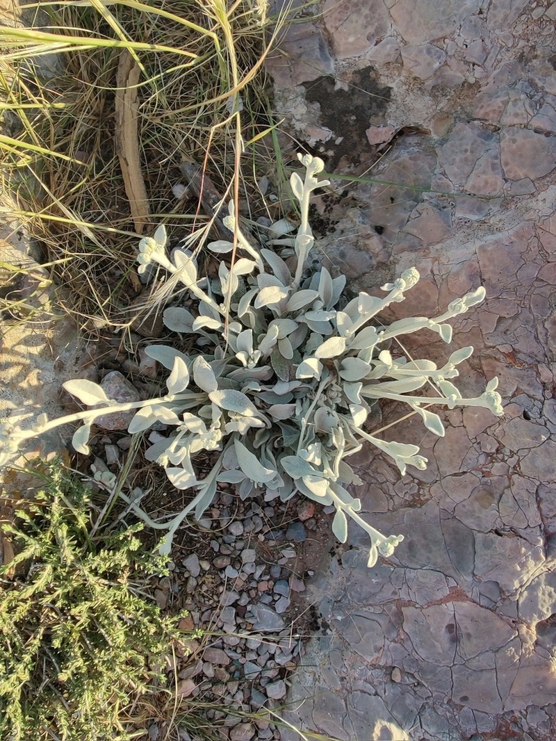 Pentanema verbascifolium photo 6