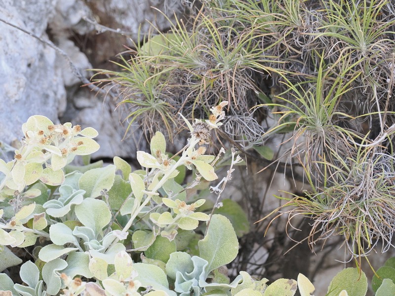 Pentanema verbascifolium photo 7