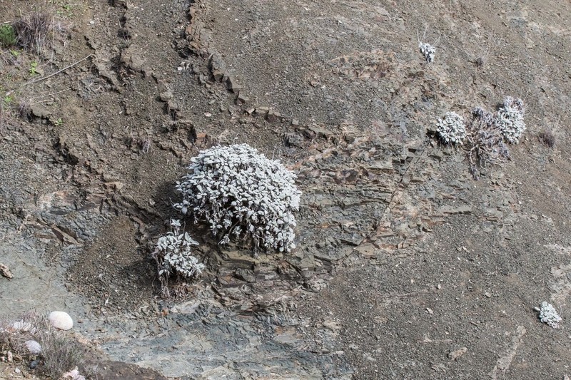 Pentanema verbascifolium photo 8