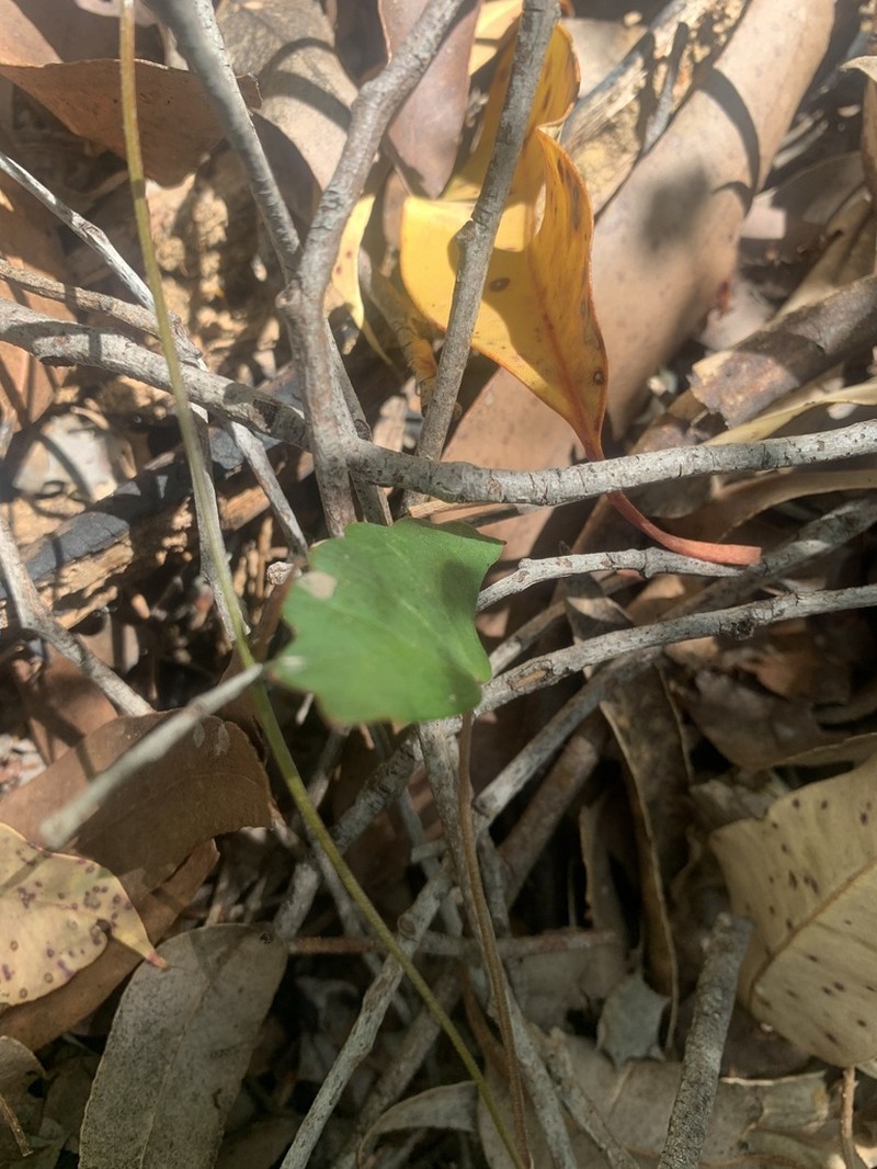 Pentapeltis peltigera