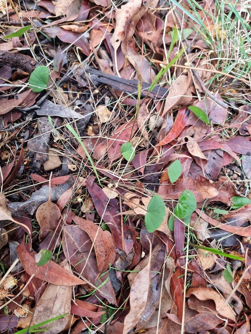 Pentapeltis peltigera photo 4