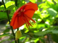 Flor Impia