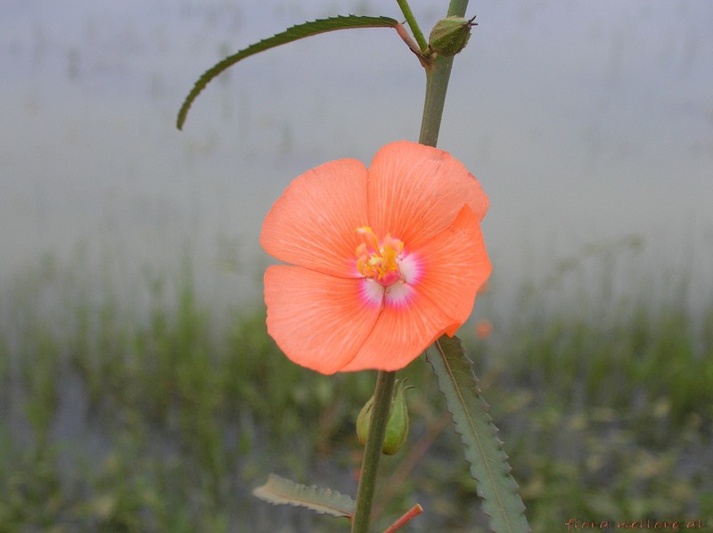 Flor Impia photo 2