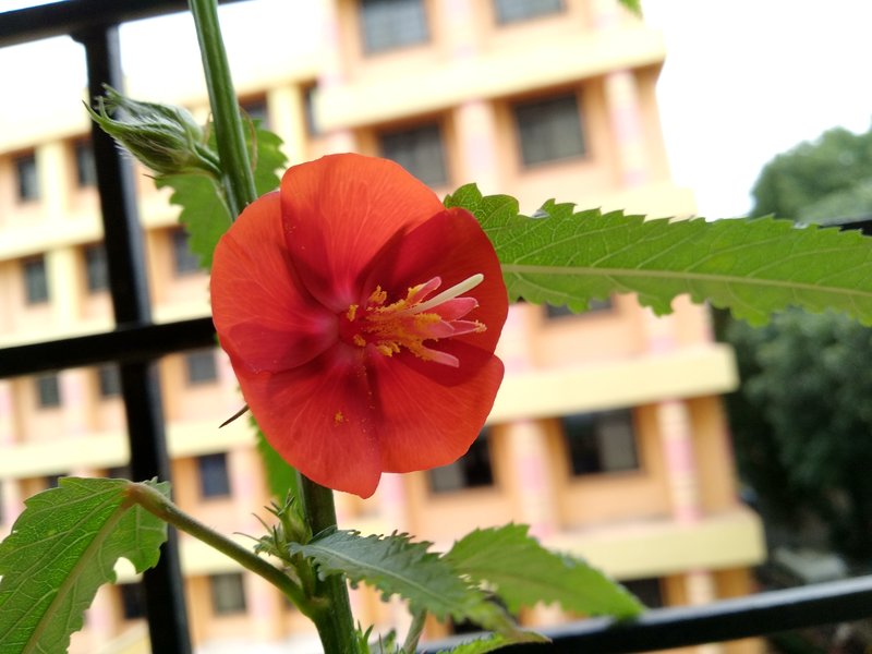 Flor Impia photo 5