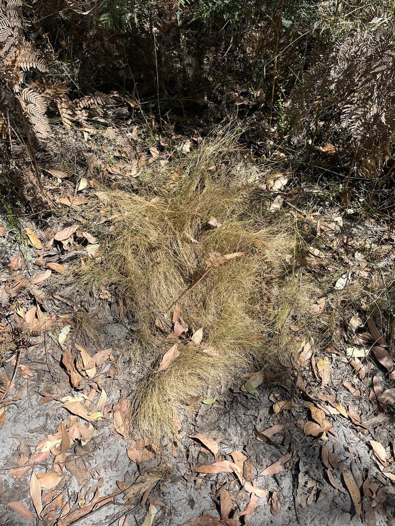 Pentapogon densus