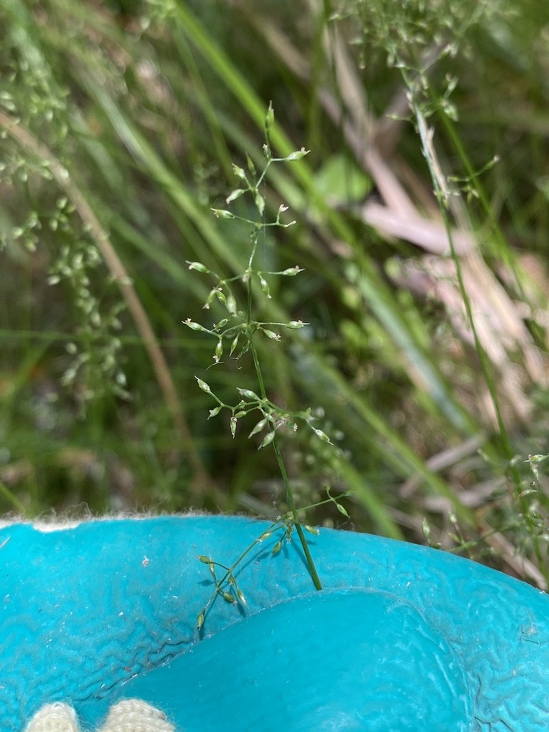 Pentapogon gunnianus