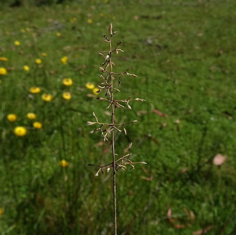 Pentapogon gunnianus photo 2