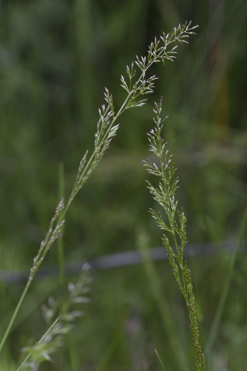 Pentapogon gunnianus photo 3