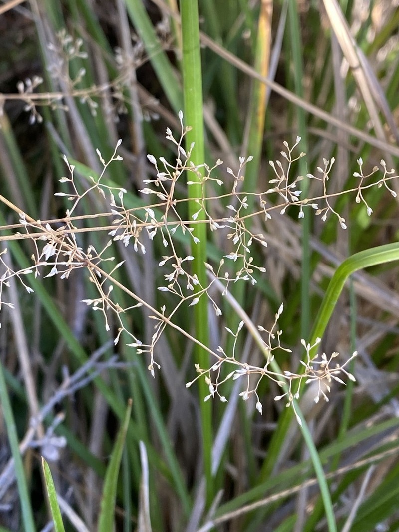 Pentapogon gunnianus photo 4